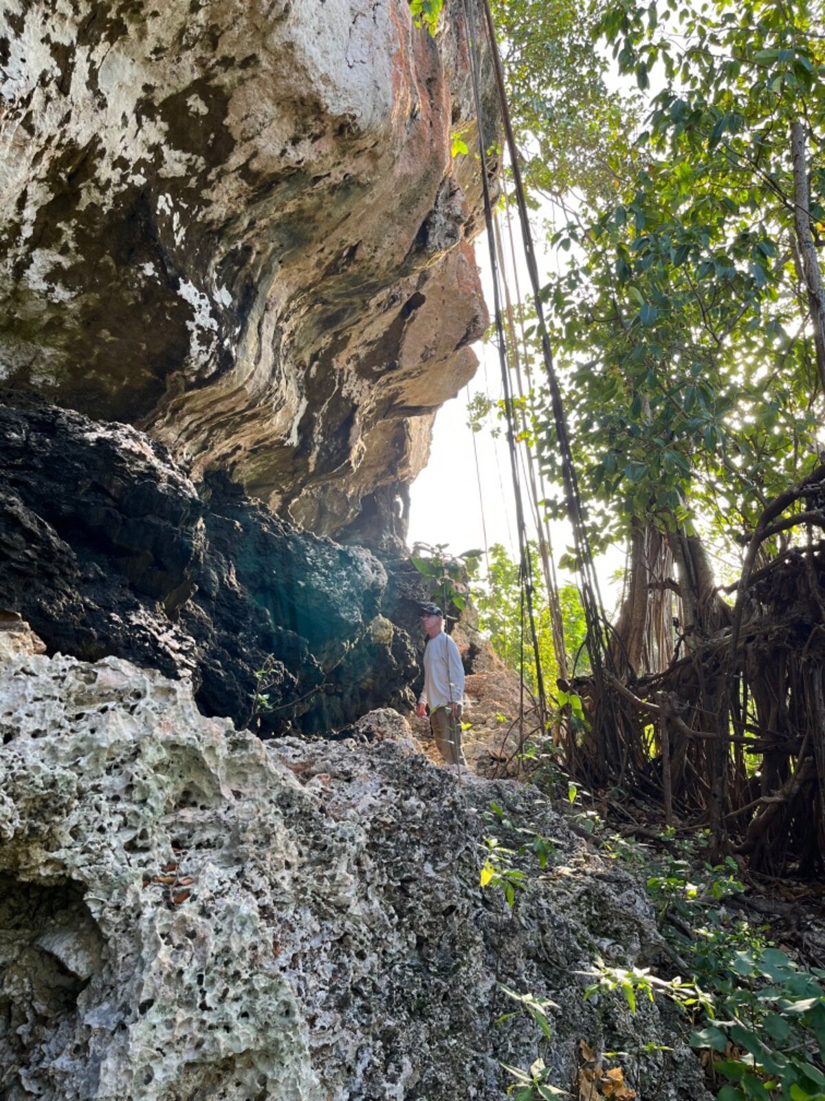 San Andres limestone exposure with a field researcher under coastal vegetation.